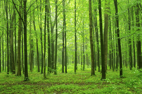 森林阳光生态床单公园环境绿色植物天堂图片