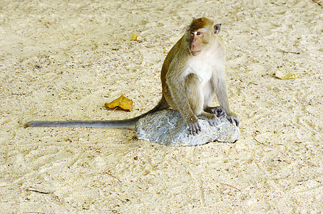 猴子猴灵长类脊椎动物猕猴丛林动物情调森林野生动物生物荒野图片