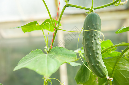 黄瓜农场蔬菜叶子生物睫毛乡村季节花园生长生产图片