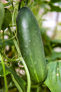 黄瓜场地季节粉刺生物农业乡村生产食物睫毛花园图片