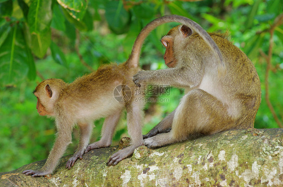 猴子猴荒野情调丛林毛皮脊椎动物棕色尾巴猕猴森林哺乳动物图片