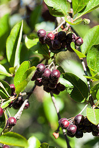 樱桃果园绿莓食物园艺植物药品紫色美食花朵果园义者苦莓背景