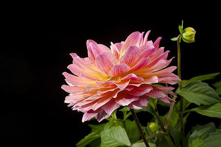Dahlia 闪光花瓣花园花束活力大丽花美丽植物群植物粉色植物学图片