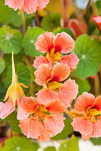 金莲花蔬菜粉色生长花瓣花朵植物学季节绿色红色花园图片