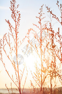 夕阳日光夏植物场地培育农村生长阳光收成荒野太阳稻草日落图片