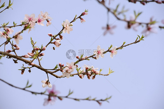 粉红桃花花粉色叶子花瓣天空植物群生长树干图片