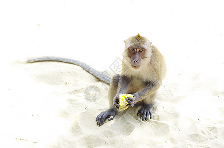 猴子猴毛皮动物尾巴荒野猕猴动物群异国哺乳动物野生动物灵长类图片