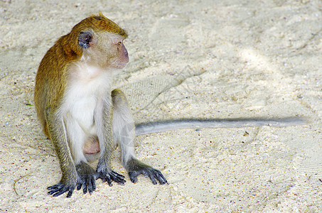 猴子猴森林灵长类尾巴脊椎动物哺乳动物丛林荒野异国动物群猕猴图片