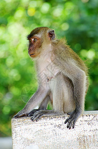 猴子猴绿色热带动物群荒野丛林野生动物异国脊椎动物猕猴森林图片