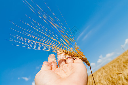 手工收获的黄金文化小麦晴天食物蓝色农业财富收成粮食植物图片