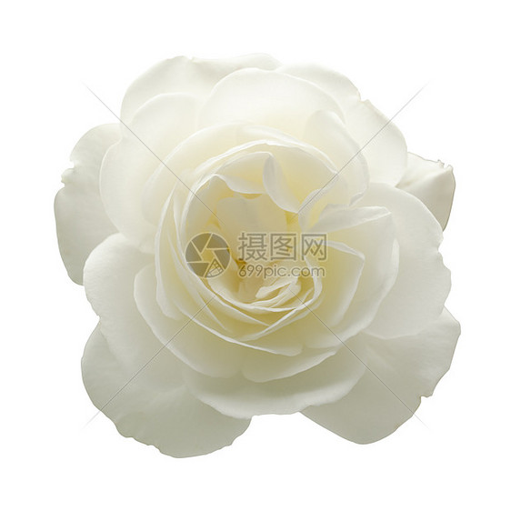 孤立的白玫瑰花朵植物摄影白色正方形生物体玫瑰图片