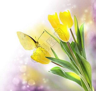 带有蝴蝶的黄色郁金香美丽叶子紫色庆典花朵季节花束昆虫柔软度植物群图片