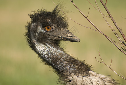 Emu 特写图片