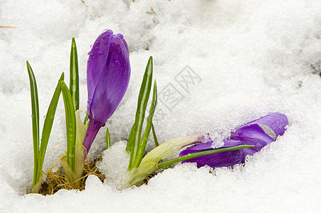 雪上初春花花背景图片