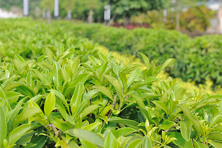 绿茶树树叶团体培育绿色农业叶子花园植物种植园图片