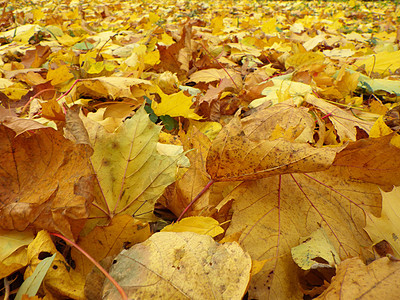 秋季假期树木棕色绿色季节公园环境红色乡村太阳阳光图片