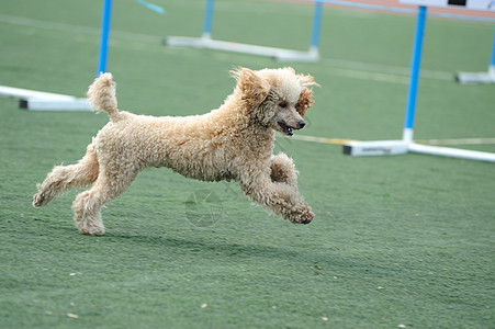 贵宾犬奔跑小狗犬类贵宾犬跑步卷曲地面宠物操场图片