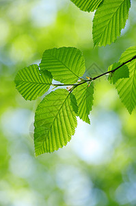 绿叶树木森林植物叶子绿色生长宏观环境树叶图片