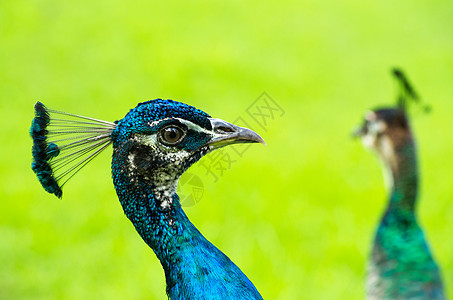 孔雀跳舞羽毛活力尾巴展览脖子蓝色男性动物水平图片