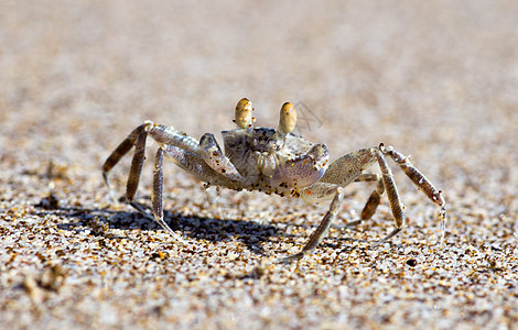 螃蟹海洋生态警报动物生物荒野野生动物环境甲壳海滩图片