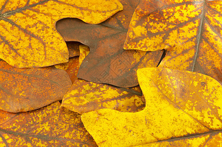 秋天黄色郁金树叶背景图片