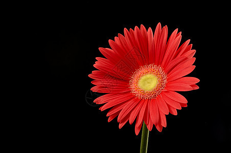 橙色Gerber Dais植物花瓣生长橙子美丽雏菊宏观花园格柏植物学图片