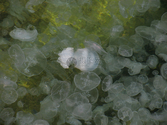 水水母鱼白色海蜇动物群动物图片