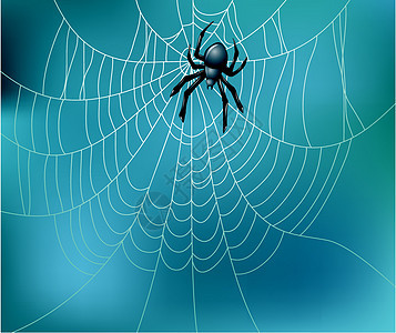 矢量蜘蛛和网络插图昆虫灰色建造艺术框架装饰品蓝色商业卡通片图片