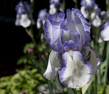 关注植物蓝色植物群美丽白色花朵花瓣鸢尾花紫色花园图片