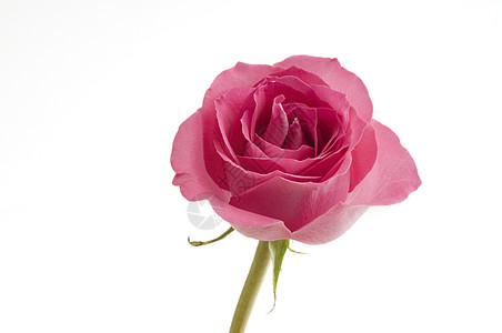 完美粉红玫瑰图片