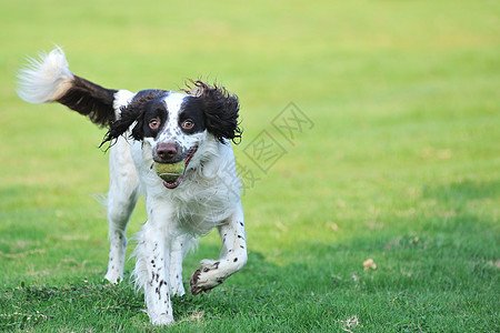 斯普林格狗跑宠物小狗晴天跑步犬类草地猎犬图片