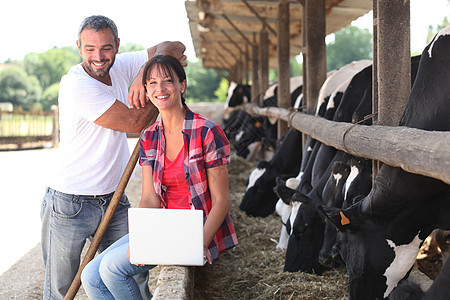 农业夫妇站在奶牛旁图片