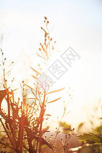夕阳日光夏植物收成培育黄色日落乡村农村太阳场地国家荒野图片