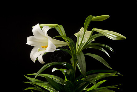 复活节莉莉花瓣白色百合季节性花粉花束黑色活力植物群植物图片