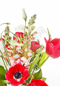 春花植物群雏菊婚礼白色海葵绿色郁金香花瓣粉色红色图片