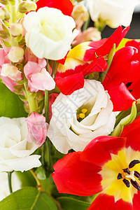 春花红色植物群白色婚礼郁金香绿色花瓣海葵粉色母亲图片