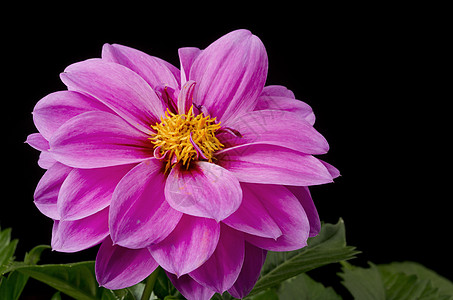 Dahlia 粉粉花图片