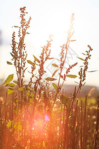 夕阳日光夏植物生长太阳场地日落稻草荒野乡村背光阳光黄色图片