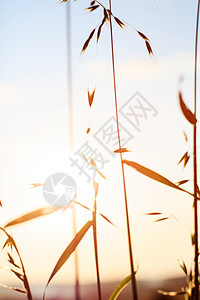 夕阳日光夏植物阳光荒野国家背光生长稻草场地农村收成培育图片