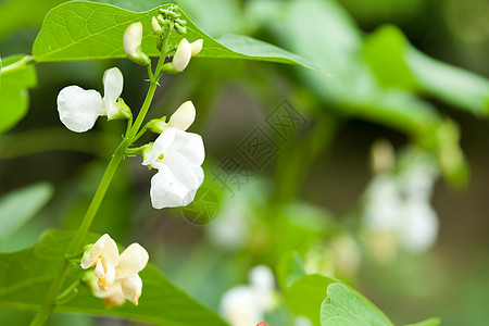 豆花花食物蔬菜赛跑者绿色花园叶子生长植物图片