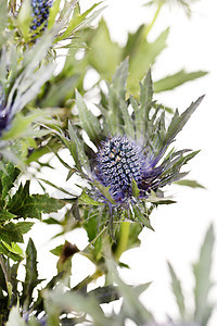 异国尖花绿色荒野植物群植物尖刺树叶倒钩杂草照片草本植物图片