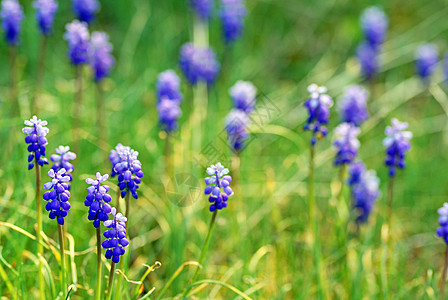草甸花环境牧场生长土地草地蓝色花瓣季节花朵植物群图片