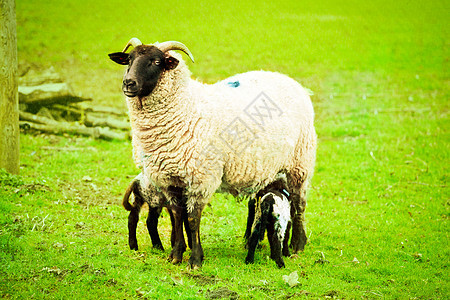 以 we 和 羊羔场地草地羊毛关爱妈妈农场喇叭母羊牛奶羔羊图片