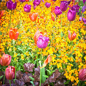 春花花花朵植物群花瓣红色黄色生活植物幸福紫色郁金香图片