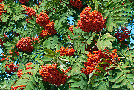 罗万浆果树叶团体植物群绿色叶子红色季节水果图片