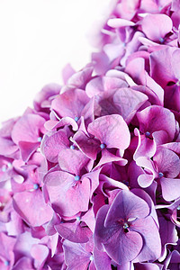 美丽的杂兰花礼物花园花头展示植物花瓶花瓣叶子紫色插花图片