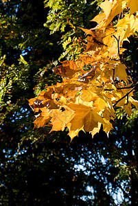 秋季假期植物天空树叶图片