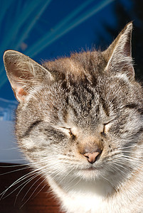 猫咪毛皮动物灰色小猫哺乳动物背景图片