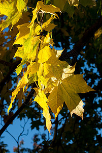 秋季假期植物树叶天空图片
