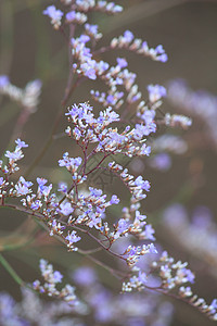 蓝花花花束叶子蓝色植物学展示宏观花瓣紫色图片